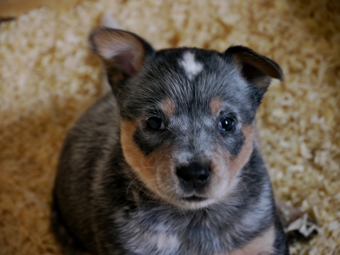 Chiot bouvier australien Henjye blue chiot Bouvier d`Australie