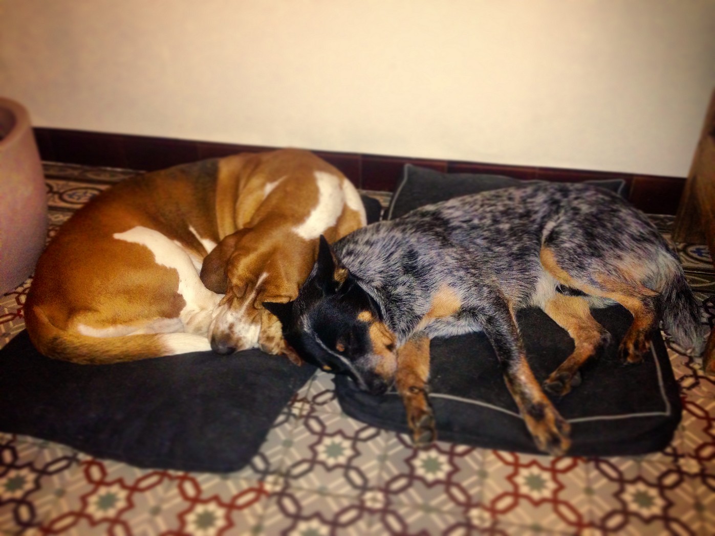 Loki - 10 mois